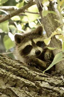 アライグマ 生き物,動物,野生動物の写真素材
