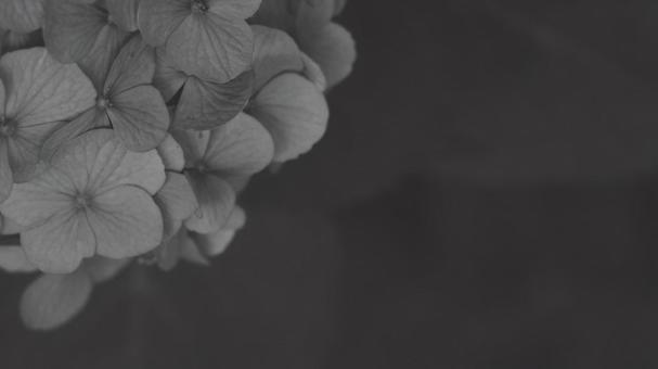 紫陽花 [白黒/淡]版 縦横16:9 白黒,モノクロ,グレースケールの写真素材