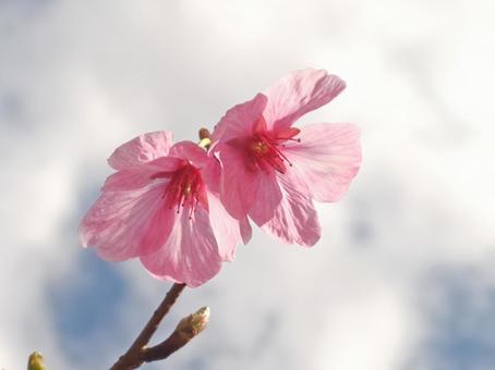 Photo, spring, sakura, petal, 