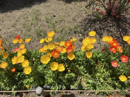 足利フラワーパーク 足利フラワーパーク,足利,花の写真素材