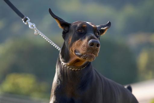 ドーベルマンのポートレート 犬,ドーベルマン,大型犬の写真素材