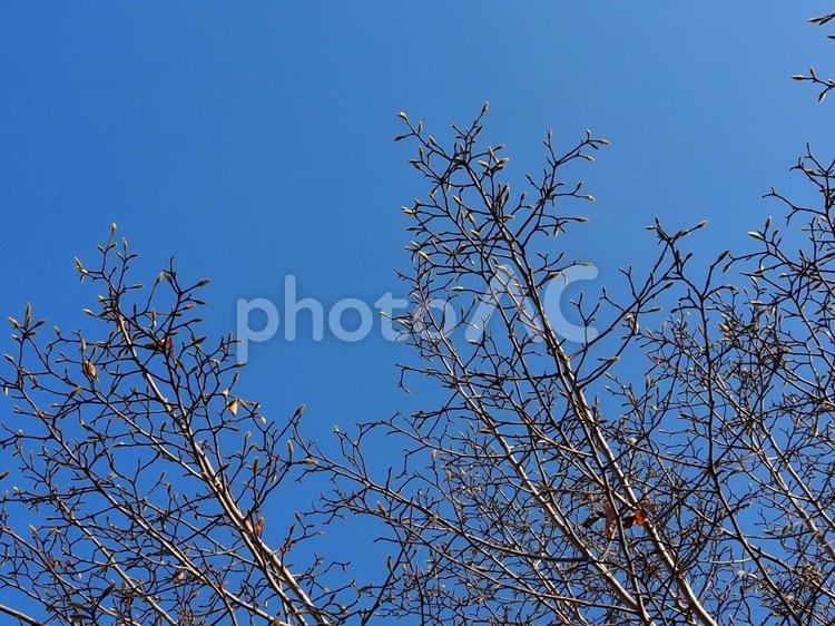 冬の木 冬,晩秋,空の写真素材