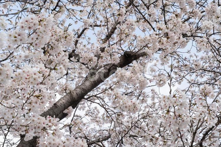 満開の桜が空を覆う風景⑥ 桜,満開,春の写真素材