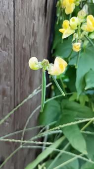 小豆の原種ヤブツルアズキの花と実 小豆の原種ヤブツルアズキの花と実 花,黄色,秋の写真素材