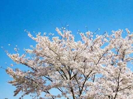 春イメージ〜満開の桜と青空 春イメージ〜満開の桜と青空 サクラ,桜,花の写真素材