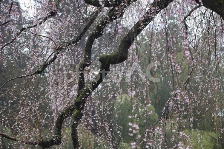 枝垂れ桜 春,つぼみ,木の写真素材