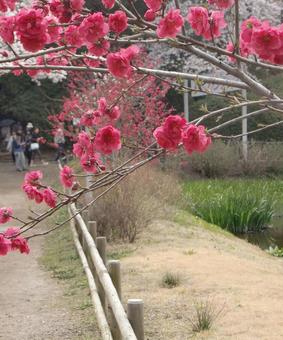 清水公園の桜-83 清水公園の桜-83の写真