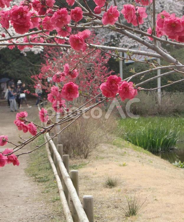 清水公園の桜-83 清水公園,千葉県野田市,桜の木の写真素材