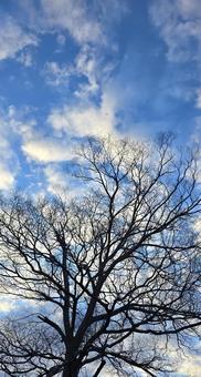 冬枯れ 冬枯れ 木,樹木,冬枯れの写真素材