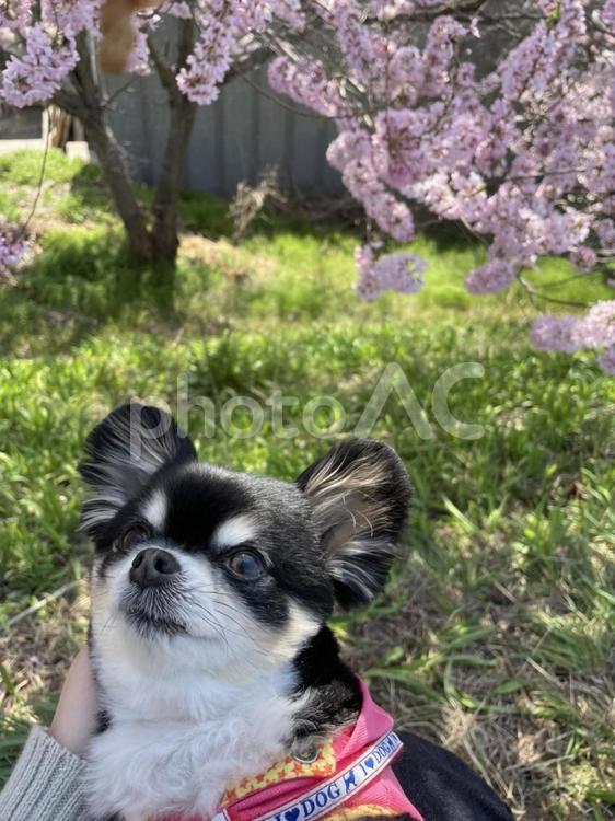 桜を見上げるかわいい犬 チワワ チワワ,ブラックタン,ロングコートチワワの写真素材