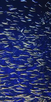 魚群 魚群の写真