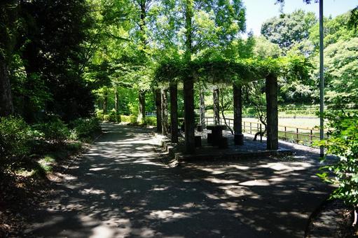 Sunlight filtering through the trees and a wisteria trellis rest area, JPG
