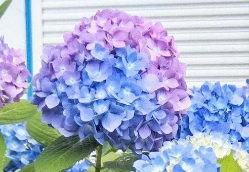 紫陽花 紫陽花の写真
