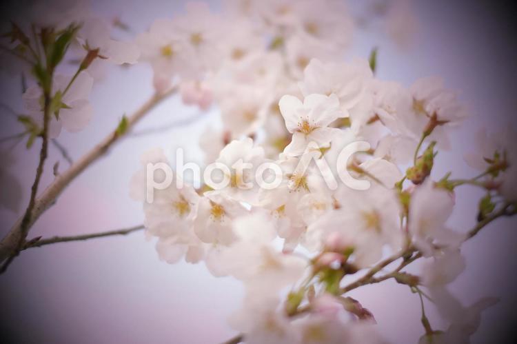 桜_トイカメラ 桜,花,春の写真素材