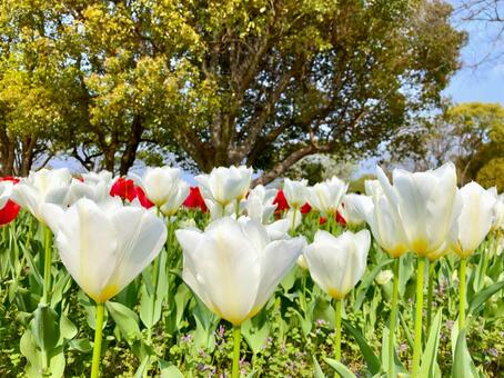 白いチューリップ チューリップ,花,白の写真素材