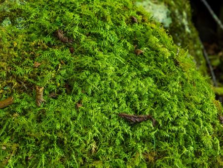 小楢山父恋し道登山道の森 小楢山父恋し道登山道の森の写真