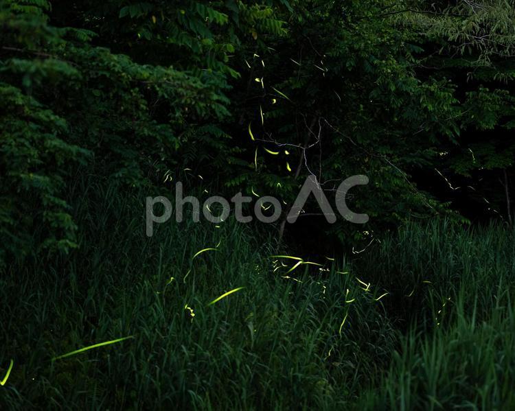 おぉ♪これは！夏を感じるホタルのヒカリ 夏,夏休み,涼の写真素材