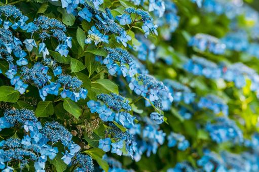 紫陽花 紫陽花の写真