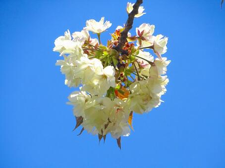 桜・鬱金（江戸五色桜・黄緑色の桜） 桜,鬱金,うこんの写真素材