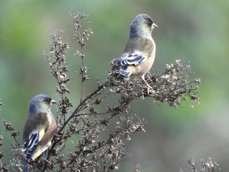 茎につかまるカワラヒワの写真