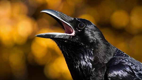 カラス_鳴くアップ2 カラス_鳴くアップ2の写真
