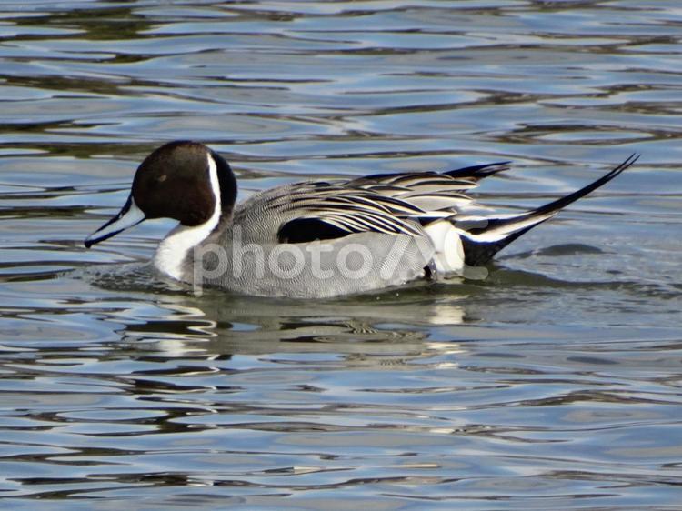 池の上のカモ 鳥,うく,のんびりの写真素材