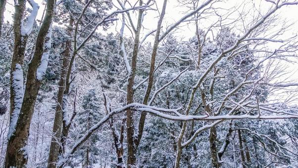 雪景色 雪景色の写真
