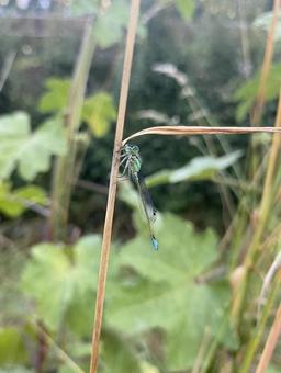 Photo, dragonfly, blue, thread dragonfly, 
