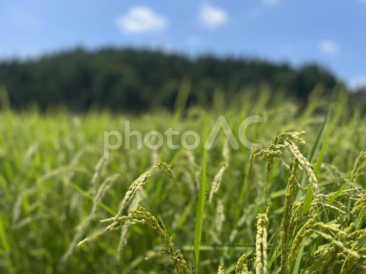 稲作　稲穂 原風景,田んぼ,水田の写真素材
