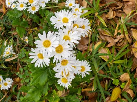 ノジギク 野路菊,野菊,白い花の写真素材