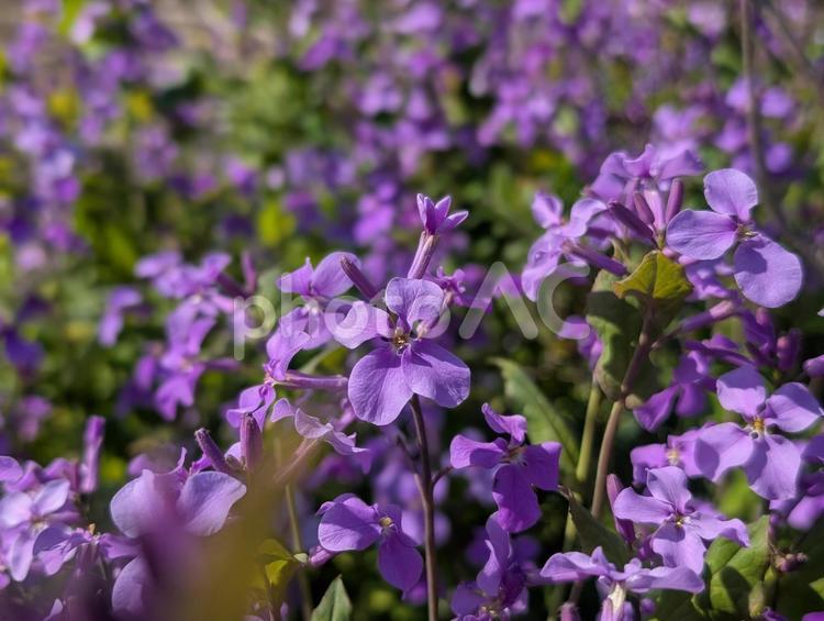花　ムラサキハナナ(前後ボケ) 花,ムラサキハナナ,オオアラセイトウの写真素材