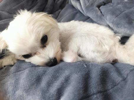 マルチーズ マルチーズ 犬,ペット,ソファーの写真素材