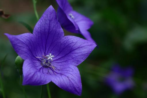 Photo, campanulaceae, flower, bellflower family, 