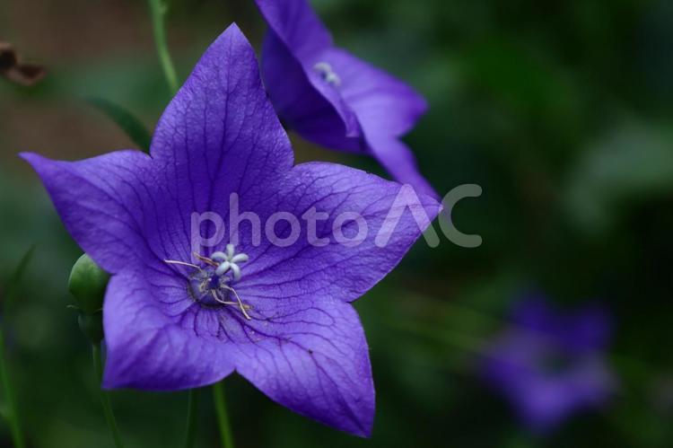 秋の七草 桔梗,花,キキョウ科の植物の写真素材