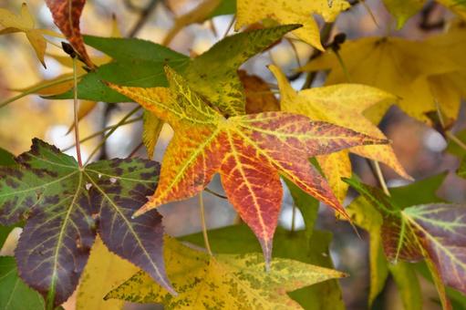 紅葉_楓_13 紅葉_楓_13の写真