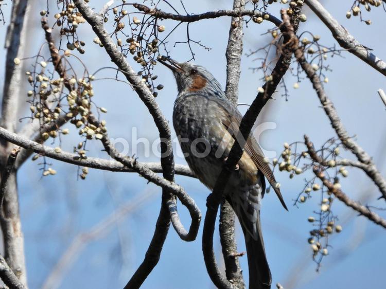木の実を食べるヒヨドリ ヒヨドリ,鳥,鳥類の写真素材