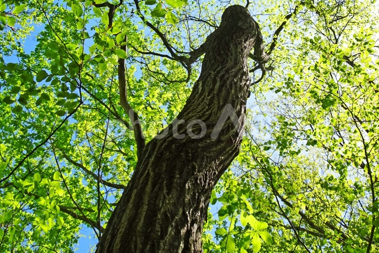 樹木と空 木,キラキラ,壁紙の写真素材