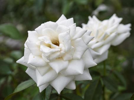 気品に満ちた白薔薇ファビュラス 気品に満ちた白薔薇ファビュラスの写真