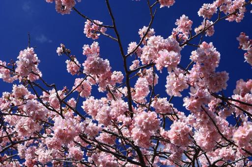 河津桜 河津桜の写真