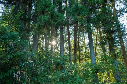 夕暮れの林　高山市 木漏れ日,自然,木陰の写真素材