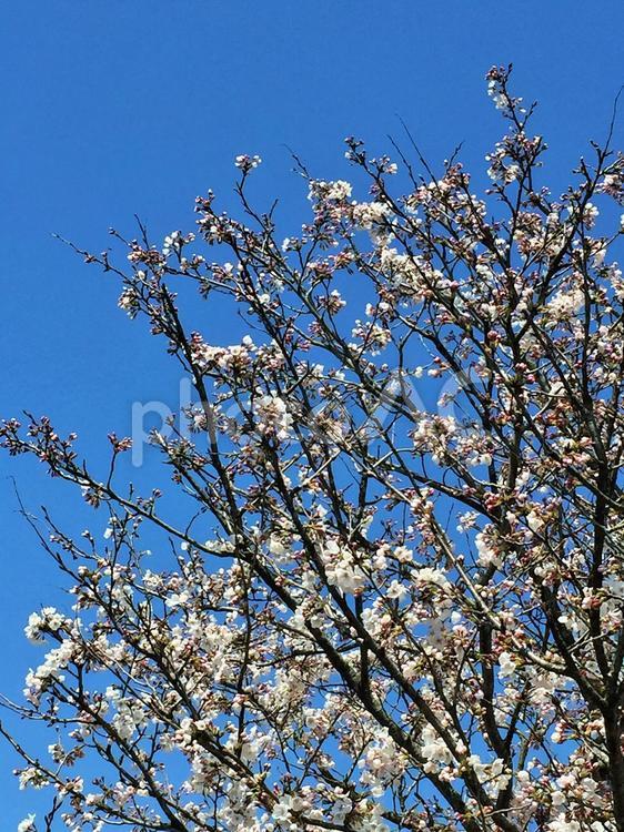 満開の桜と青空２ 桜,満開,青空の写真素材