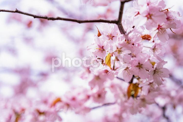 桜 春,桜,卒業の写真素材