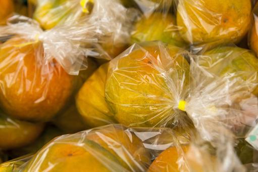 保美みかん1（田原市） みかん,柑橘類,保美みかんの写真素材