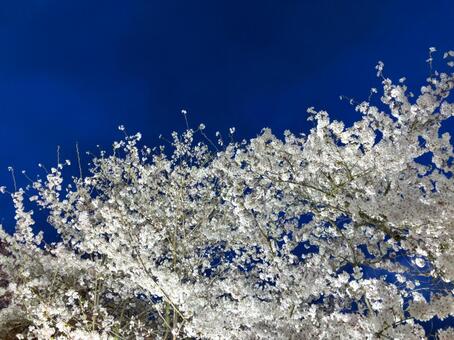 ライトアップされた桜 夜桜,夜,ライトアップの写真素材