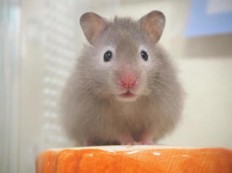 ゴールデンハムスター ハムスター,ゴールデンハムスター,ペットの写真素材