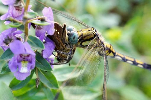 花の上で餌を捕食するトンボの写真