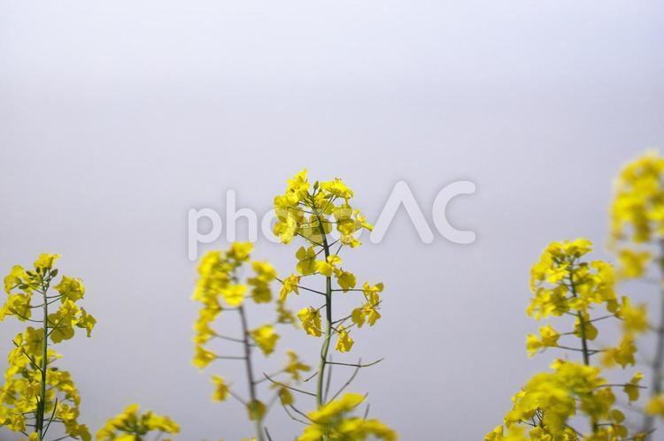 黄色く染まった北国の絶景 菜の花畑,旅行,夏の写真素材