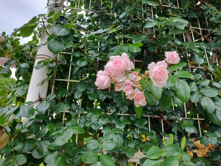 バラ バラ 薔薇,花,6月の写真素材