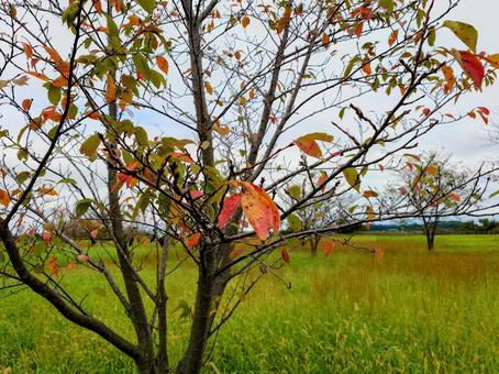 秋も深まる公園の色づく葉 秋も深まる公園の色づく葉 秋,風景,自然の写真素材