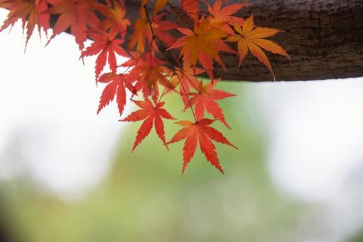 紅葉の写真